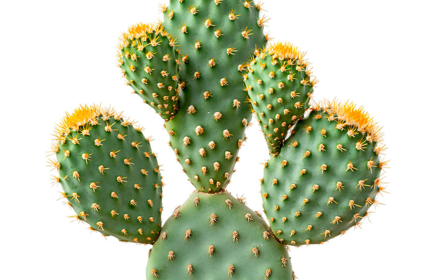 Opuntia ficus-indica L., Cactaceae