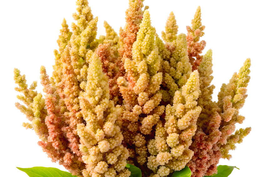 Quinoa -Chenopodium quinoa Willd