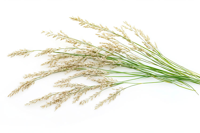 Teff - Eragrostis Tef