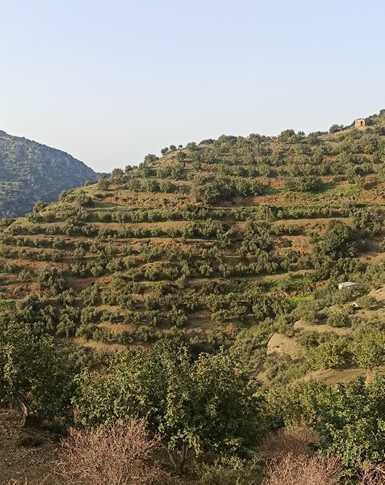 WaterMellon Demo Day Showcases Climate-Smart Farming Solutions in Crete